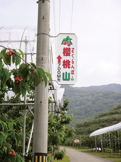 中国語表記の電柱広告看板